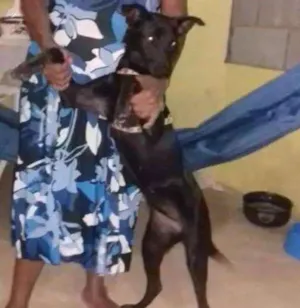 Cachorro raça Vira lata idade 7 a 11 meses nome Rillary