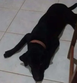 Cachorro raça Labrador idade 1 ano nome Spaik