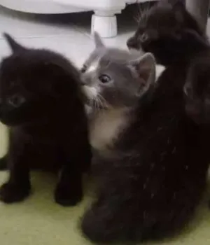 Gato raça Filhotes de siames idade Abaixo de 2 meses nome Nao tem