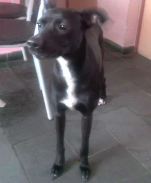 Cachorro raça vira lata idade 3 anos nome Pretinha
