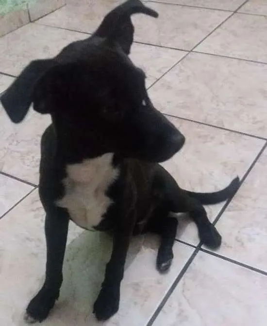 Cachorro ra a Rnd idade 2 a 6 meses nome Pretinho