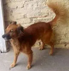 Cachorro raça SRD idade 5 anos nome Gita