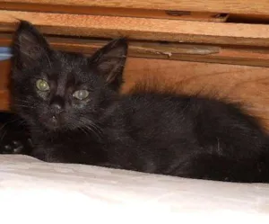 Gato raça SRD idade Abaixo de 2 meses nome Gustavo e Jenifer