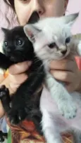 Branquinho e pretinh