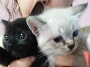 Gato raça Vira lata idade 2 a 6 meses nome Branquinho e pretinh