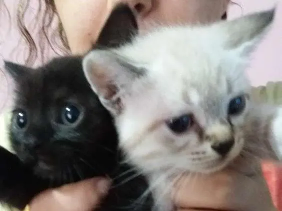 Gato ra a Vira lata idade 2 a 6 meses nome Branquinho e pretinh
