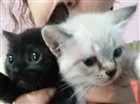 Gato raça Vira lata idade 2 a 6 meses nome Branquinho e pretinh