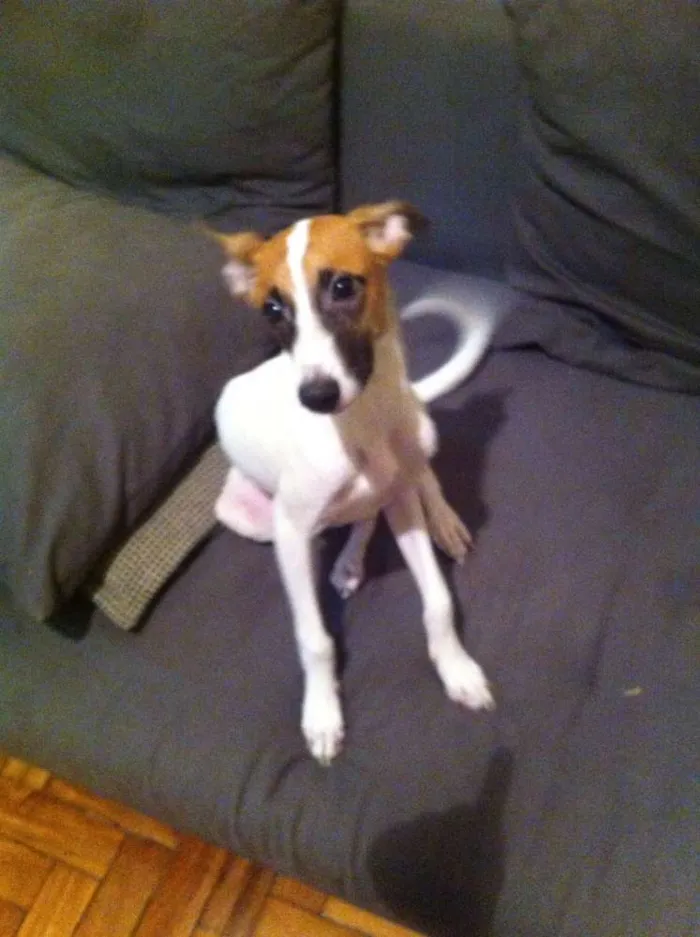 Cachorro ra a Vira-lata idade 2 a 6 meses nome Fidel