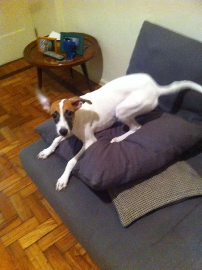Cachorro ra a Vira-lata idade 2 a 6 meses nome Fidel