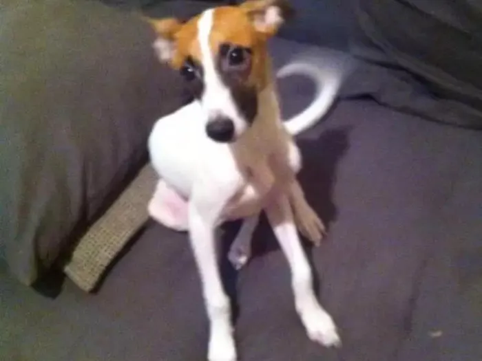 Cachorro ra a Vira-lata idade 2 a 6 meses nome Fidel