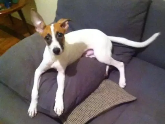 Cachorro ra a Vira-lata idade 2 a 6 meses nome Fidel