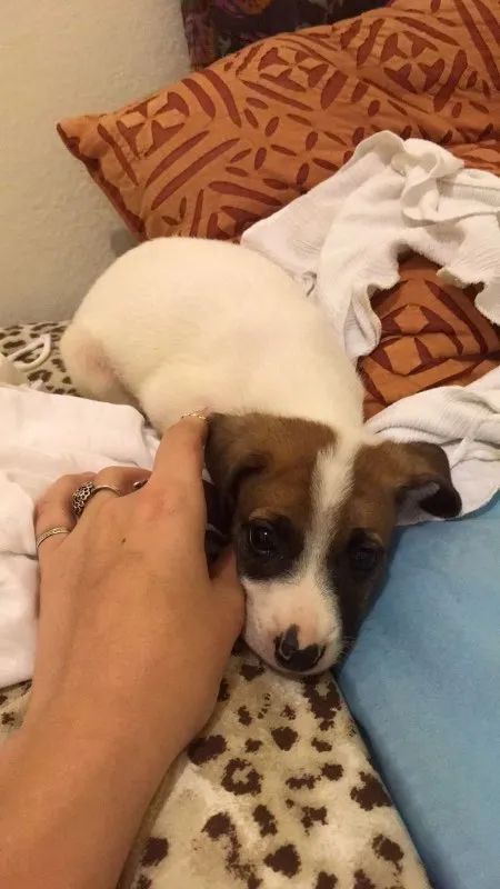 Gato ra a VIRA-LATA idade 2 a 6 meses nome BALEIA