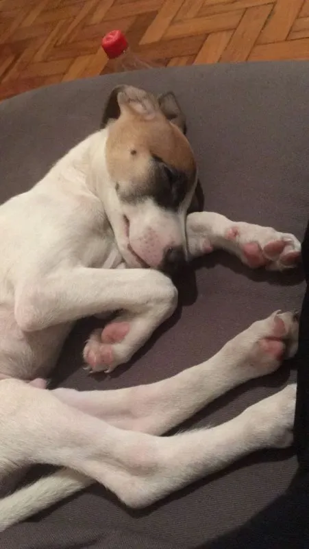 Gato ra a VIRA-LATA idade 2 a 6 meses nome BALEIA