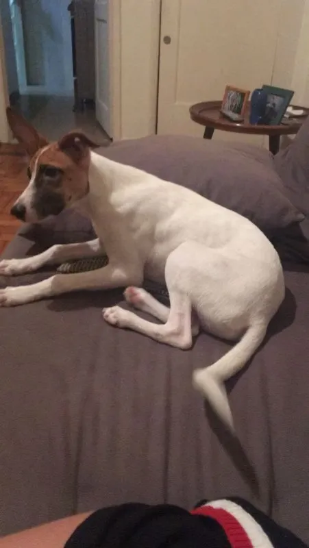 Gato ra a VIRA-LATA idade 2 a 6 meses nome BALEIA