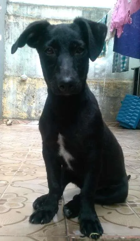 Cachorro ra a SRD idade 7 a 11 meses nome Marley
