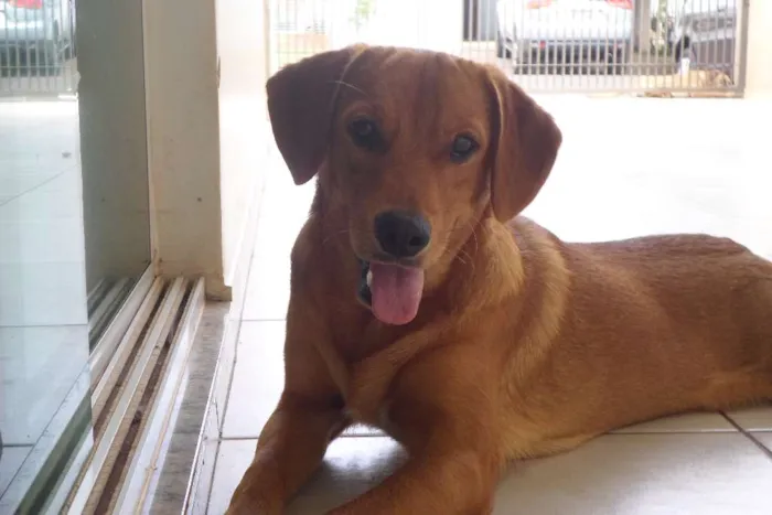 Cachorro ra a  idade 7 a 11 meses nome Ainda sem nome 