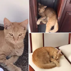 Gato raça  idade 2 a 6 meses nome Osvaldinho