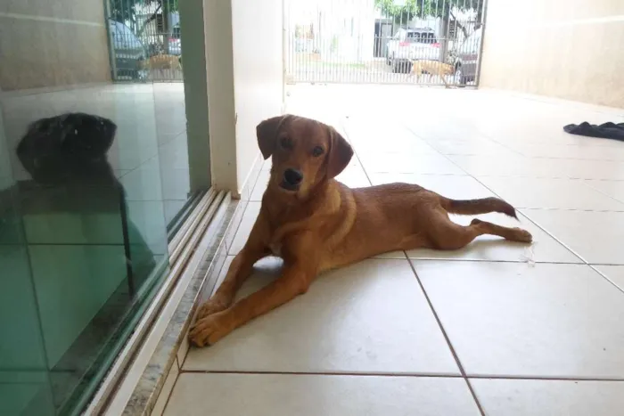 Cachorro ra a  idade 7 a 11 meses nome Ainda sem nome 