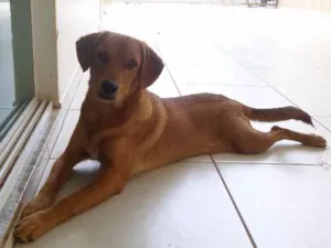 Cachorro raça  idade 7 a 11 meses nome Ainda sem nome 