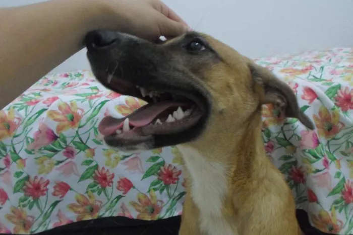 Cachorro ra a  idade 2 a 6 meses nome Ainda sem nome