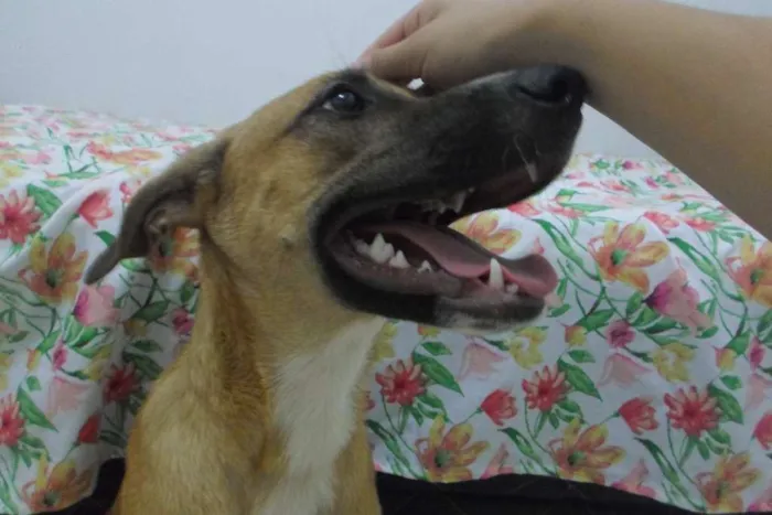 Cachorro ra a  idade 2 a 6 meses nome Ainda sem nome