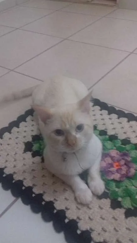 Gato ra a  idade 2 anos nome Arthur