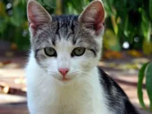 Gato raça mestiços idade Abaixo de 2 meses nome nao tem ainda