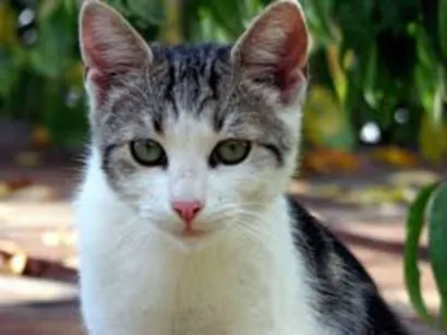 Gato raça mestiços idade Abaixo de 2 meses nome nao tem ainda