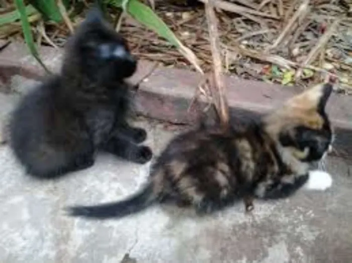 Gato raça mestiços idade Abaixo de 2 meses nome nao tem ainda