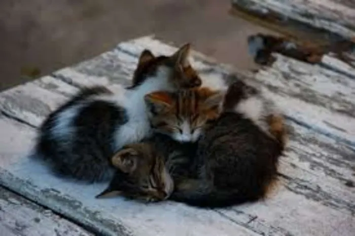 Gato raça mestiços idade Abaixo de 2 meses nome nao tem ainda