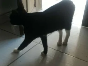 Gato raça  idade Abaixo de 2 meses nome Nao coloquei