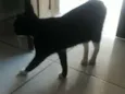 Nao coloquei