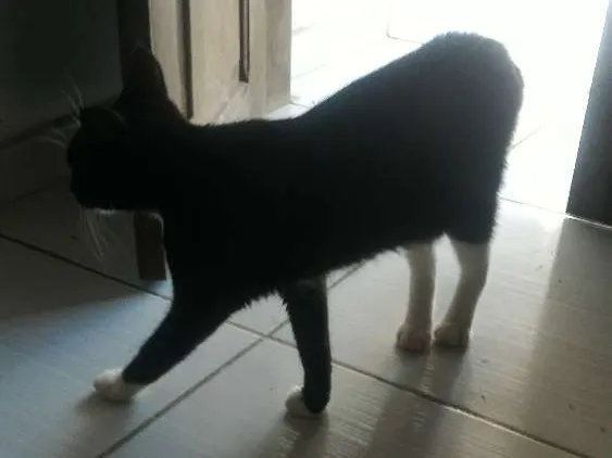 Gato ra a  idade Abaixo de 2 meses nome Nao coloquei