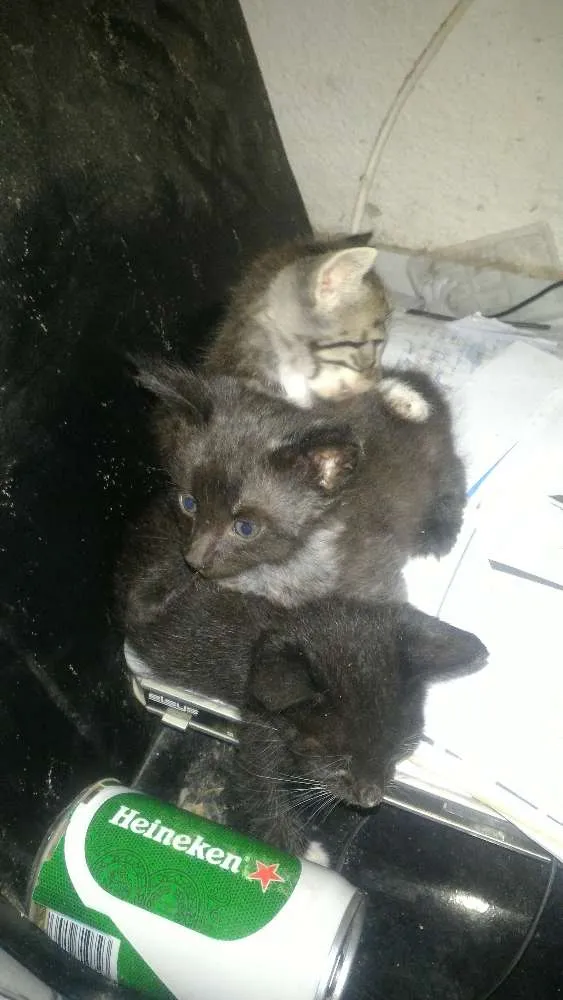 Gato ra a  idade  nome Novinhos