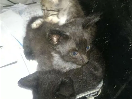 Gato ra a  idade  nome Novinhos