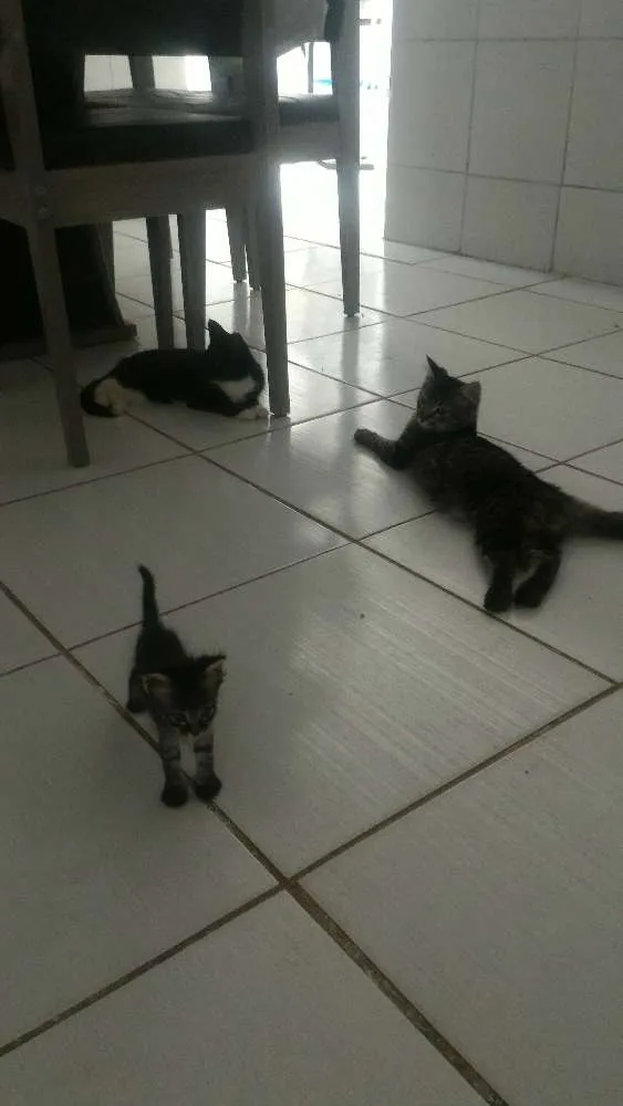 Gato ra a  idade  nome A mae e nina