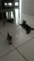 A mae e nina