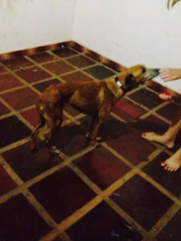 Cachorro ra a sem raça idade  nome julie