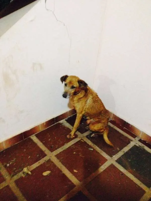 Cachorro ra a sem raça idade  nome julie