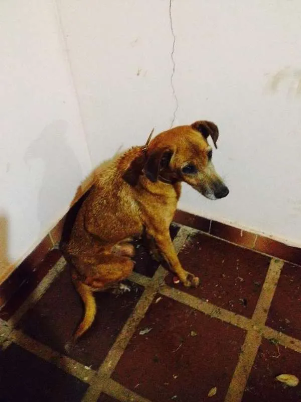 Cachorro ra a sem raça idade  nome julie