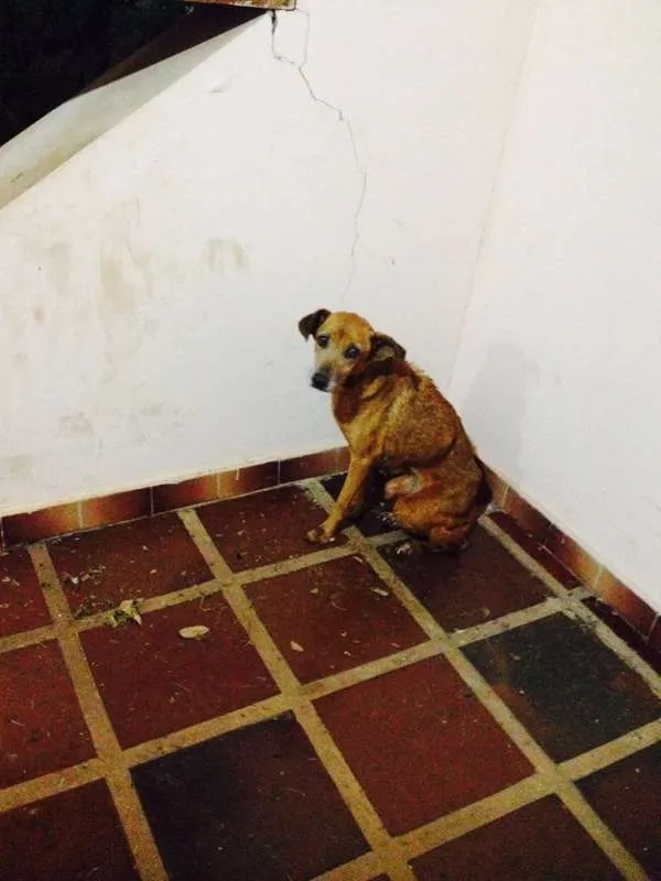 Cachorro ra a sem raça idade  nome julie