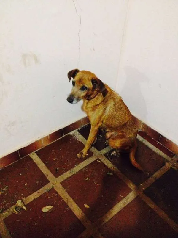 Cachorro ra a sem raça idade  nome julie