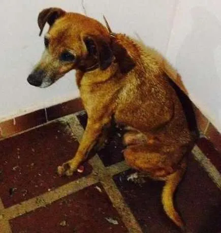 Cachorro ra a sem raça idade  nome julie