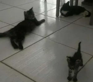 Gato raça  idade  nome A mae e nina