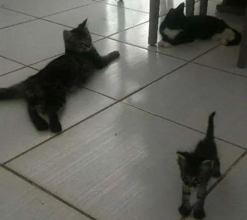 Gato ra a  idade  nome A mae e nina