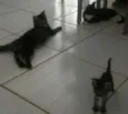 A mae e nina