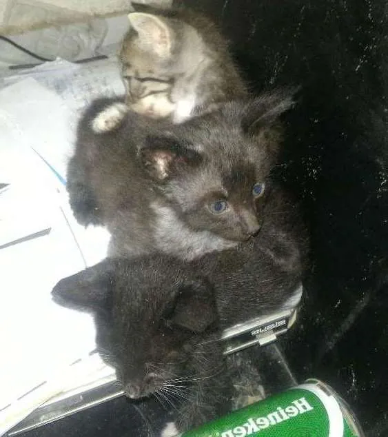 Gato ra a  idade  nome Novinhos