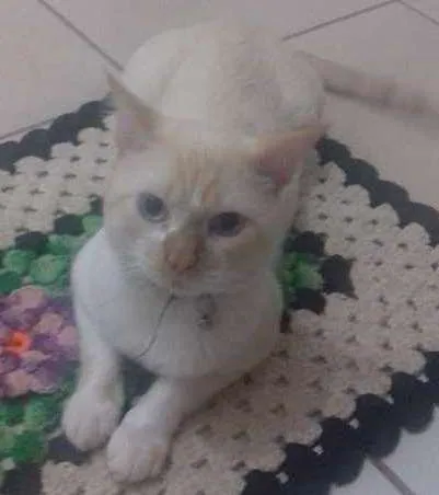 Gato ra a  idade 2 anos nome Arthur