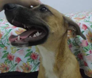 Cachorro raça  idade 2 a 6 meses nome Ainda sem nome