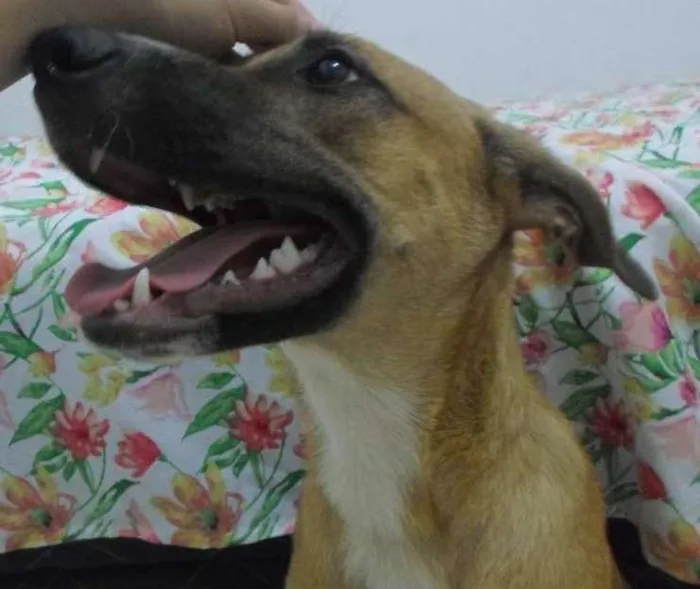 Cachorro ra a  idade 2 a 6 meses nome Ainda sem nome